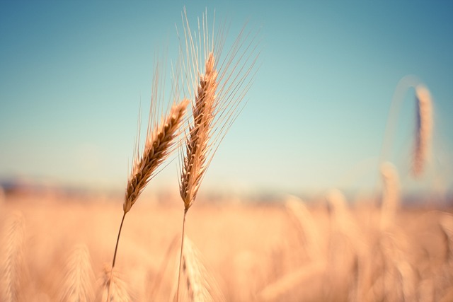 Wheat Germ Oil 1000 мг 90 капсули на ниска цена от Mattisson Healthstyle се грижи за здравето на сърцето и мозъчната функция. 