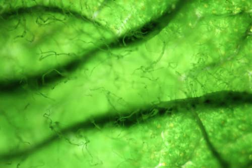 Vegan Omega-3 from Algae DHA 210 мг/ EPA 70 мг 60 капсули на добра цена от Mattisson Healthstyle осигурява растителни омега-3